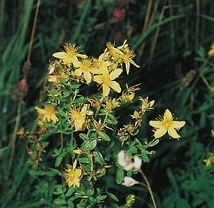 Bestand:Sint- Janskruid.jpg