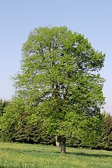 Bestand:Linde.jpg