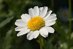 Bestand:Margriet8.jpg