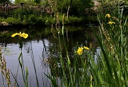 Bestand:Iris8.jpg