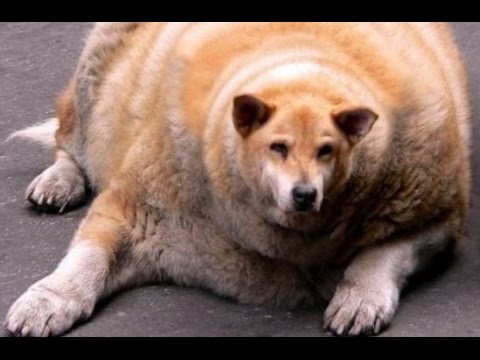 Bestand:Doggy dog.jpg