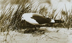 Bestand:Mantelmeeuw.jpg