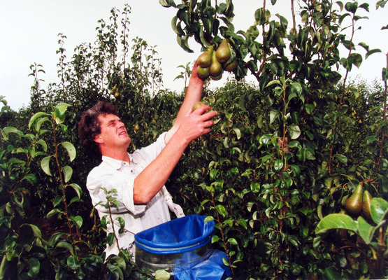 Bestand:Fruit1.jpg