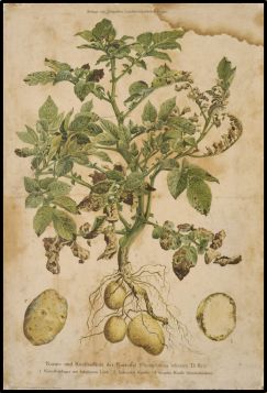 Bestand:Emigratie aardappelziekte.jpg