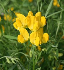 Bestand:Lathyrus8.jpg