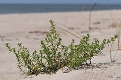 Bestand:Loogkruid.jpg