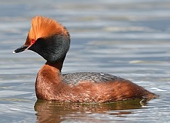 Bestand:Kuifduiker.jpg