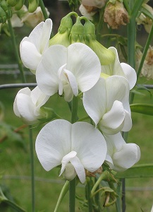 Bestand:Lathyrus.jpg