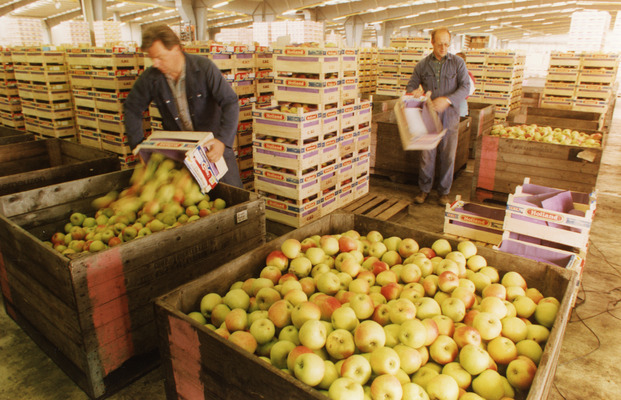 Bestand:Fruit2.jpg