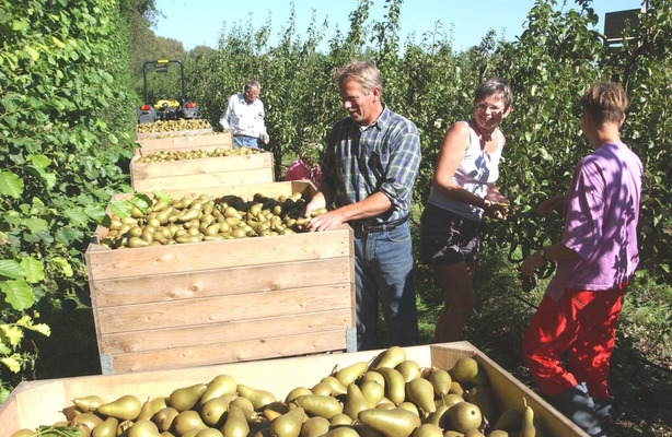 Bestand:Ter Linde1.jpg