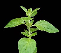 Bestand:Marjolein.jpg