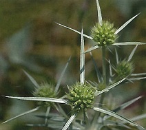 Bestand:Kruisdistel.jpg