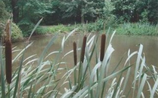 Bestand:Lisdodde8.jpg