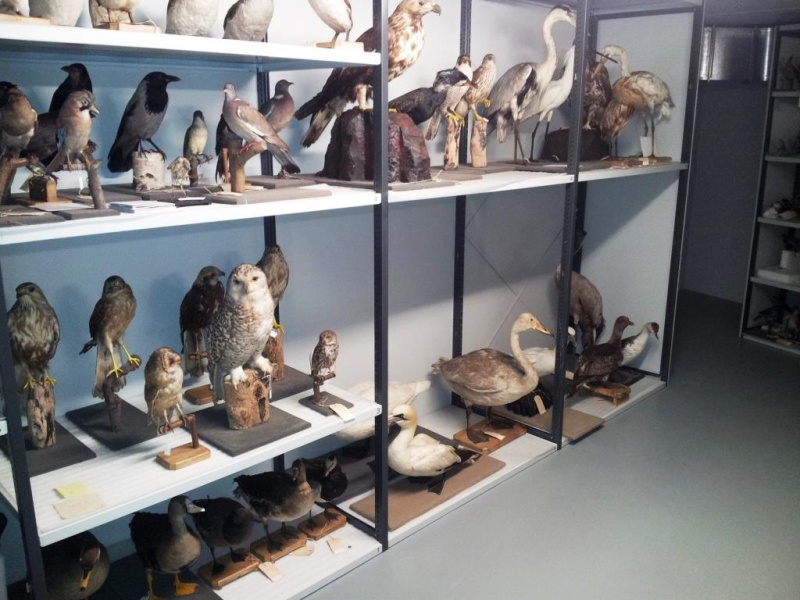 Bestand:KZGW naturalia.jpg