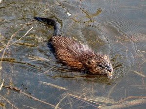 muskusrat
